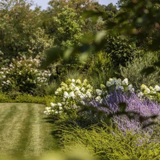 Lagerstroemia e Hydrangea nelle stagioni