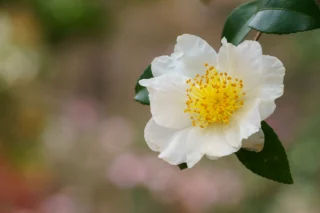 Eleganza di una camelia invernale