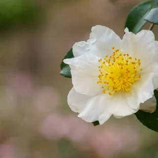 Eleganza di una camelia invernale