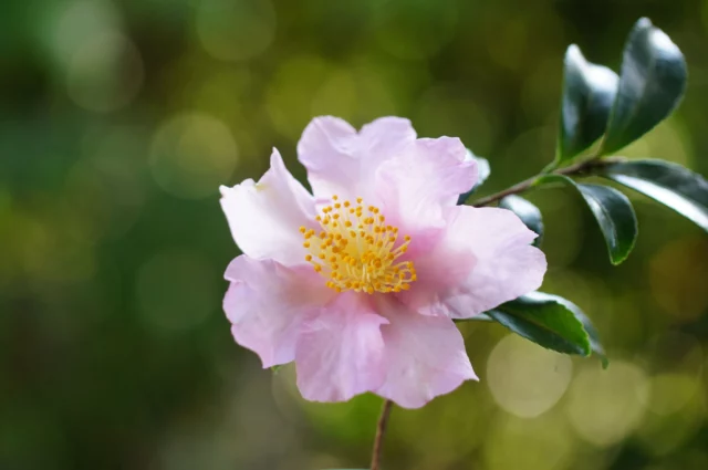 Camelia invernale