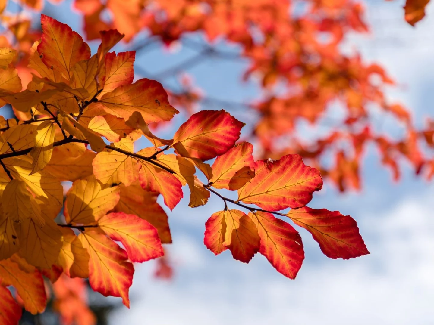 Parrotia persica