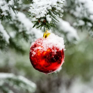 albero di Natale vero