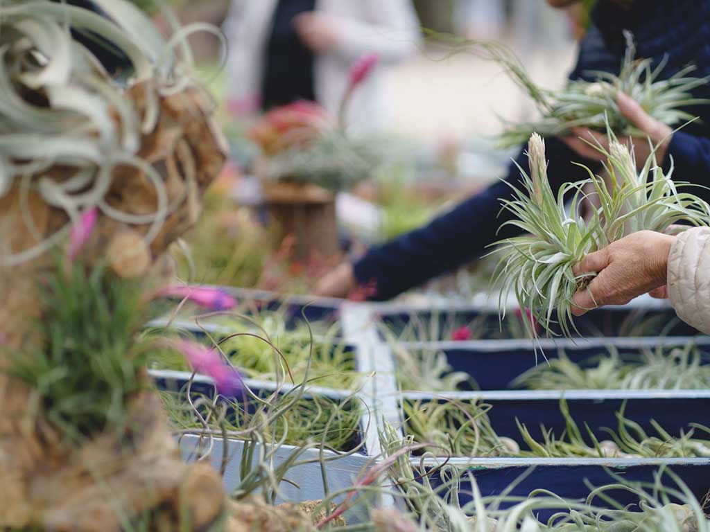 Di rara pianta, si terrà il 6 e 7 aprile 2024 al Giardino Parolini