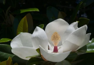 Fiore di Magnolia grandiflora