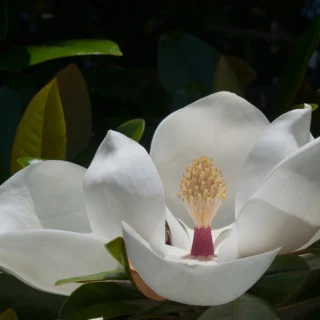 Fiore di Magnolia grandiflora