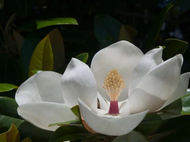 Fiore di Magnolia grandiflora