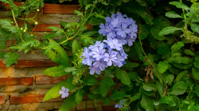 Plumbago capensis, un'erbacea davvero aggraziata