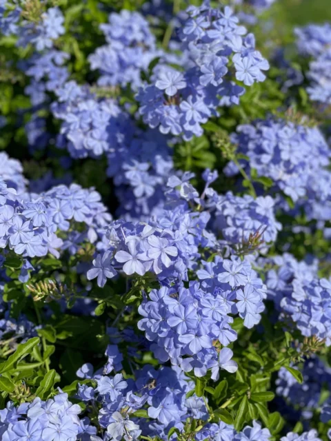 La copiosa fioritura di Plumbago capensis