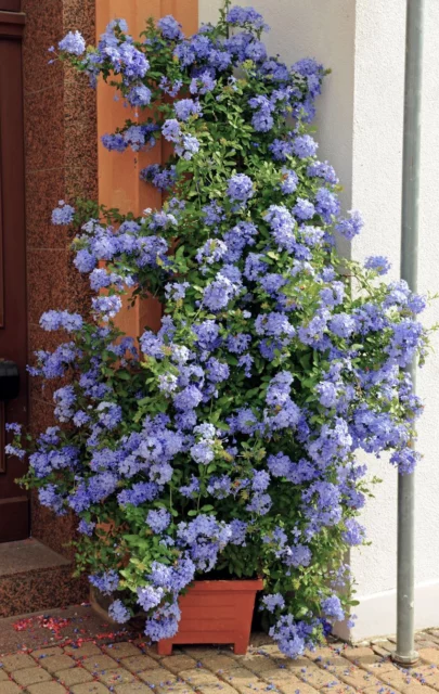 Un'altra bella ambientazione di Plumbago capensis