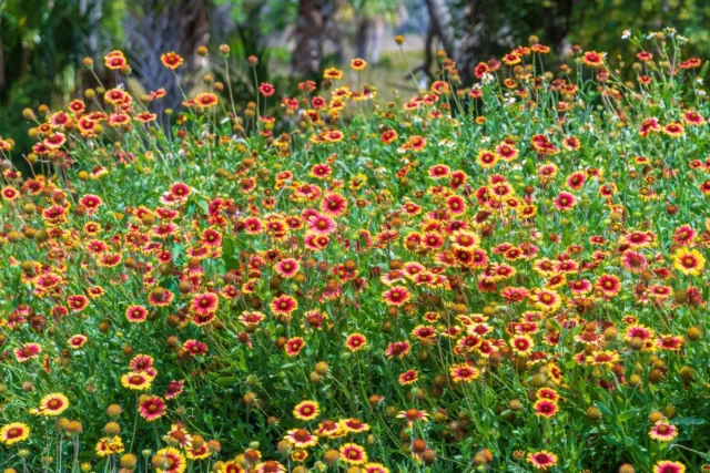 Gaillardia, l'allegoria dell'estate 