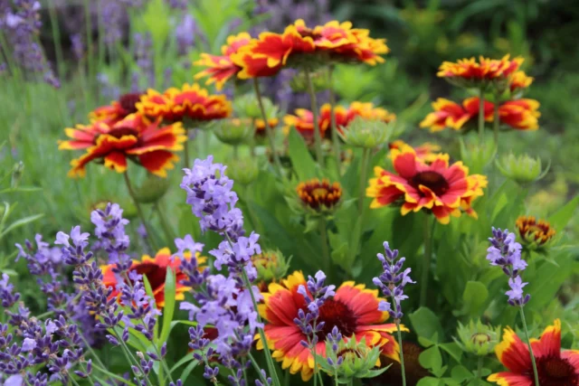 Gaillardia in contrasto a fiori blu-viola