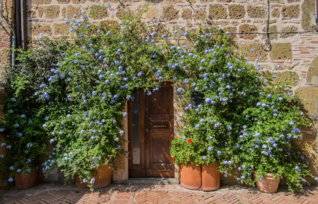 Plumbago capensis in vaso, un effetto scenico