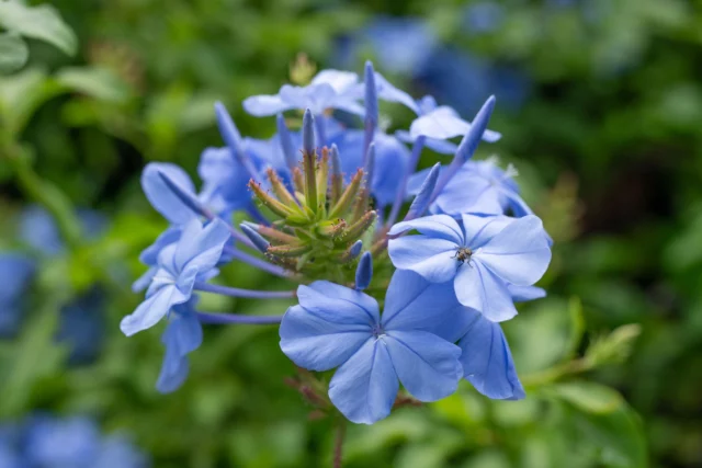 Infiorescenza di Plumbago capensis in fase di fioritura 