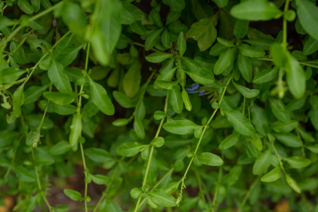 Foglie di P. capensis