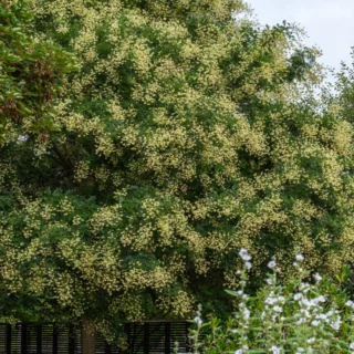 La maestosità di Sophora japonica