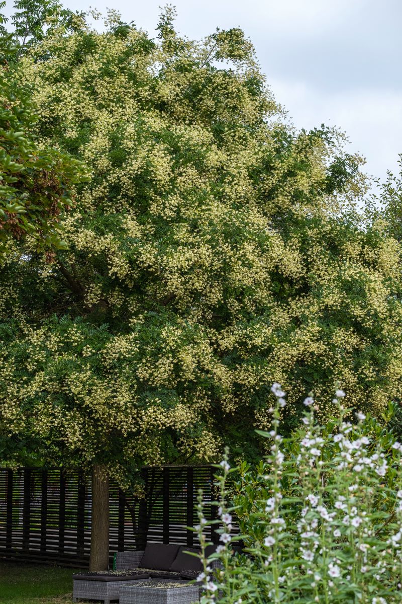 La maestosità di Sophora japonica