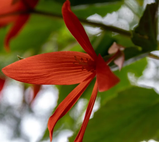 L'eleganza dei fiori di B. boliviensis