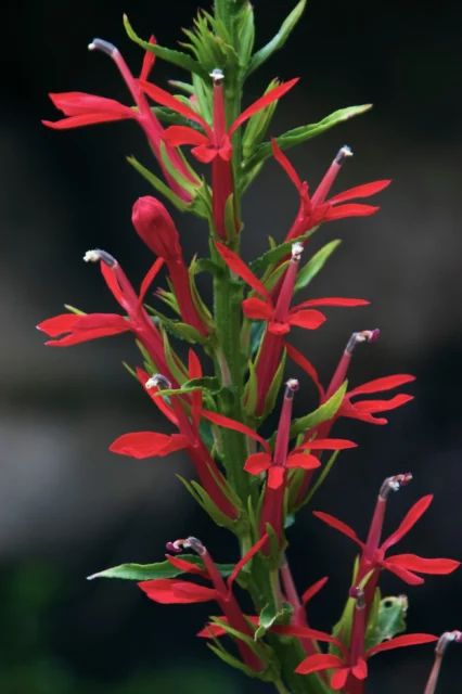 Un'infiorescenza di L. cardinalis a inizio fioritura