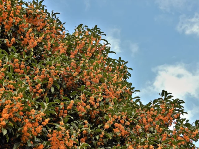 Un'esplosione di colore e profumo