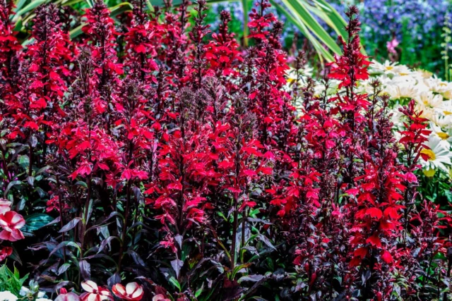 L'uso en masse crea isole di colore: in questa foto la cultivar a foglia rossa