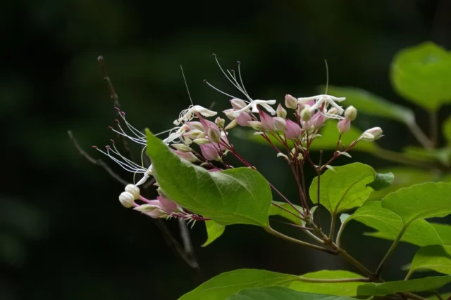 Fioritura di Clerodendrum trichotomum