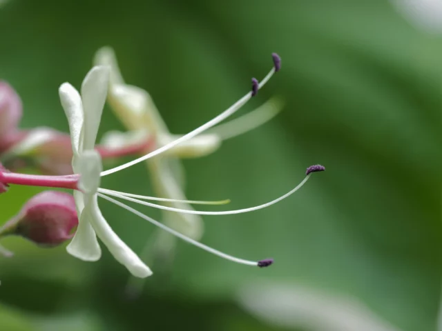 Una macro per apprezzare fiori semplici ma raffinati 