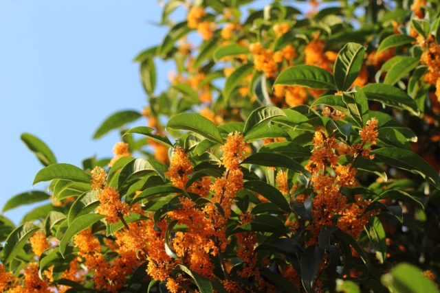 La luce del tramonto scalda ancora di piÃ¹ la dolcezza dei fiori di Osmanthus fragrans var. aurantiacus