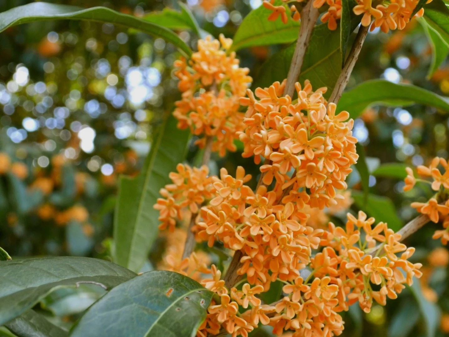 Osmanthus fragrans var. aurantiacus in piena fioritura