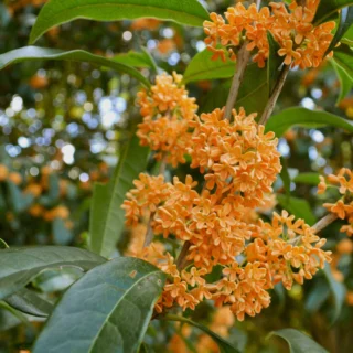 Osmanthus fragrans var. aurantiacus in piena fioritura