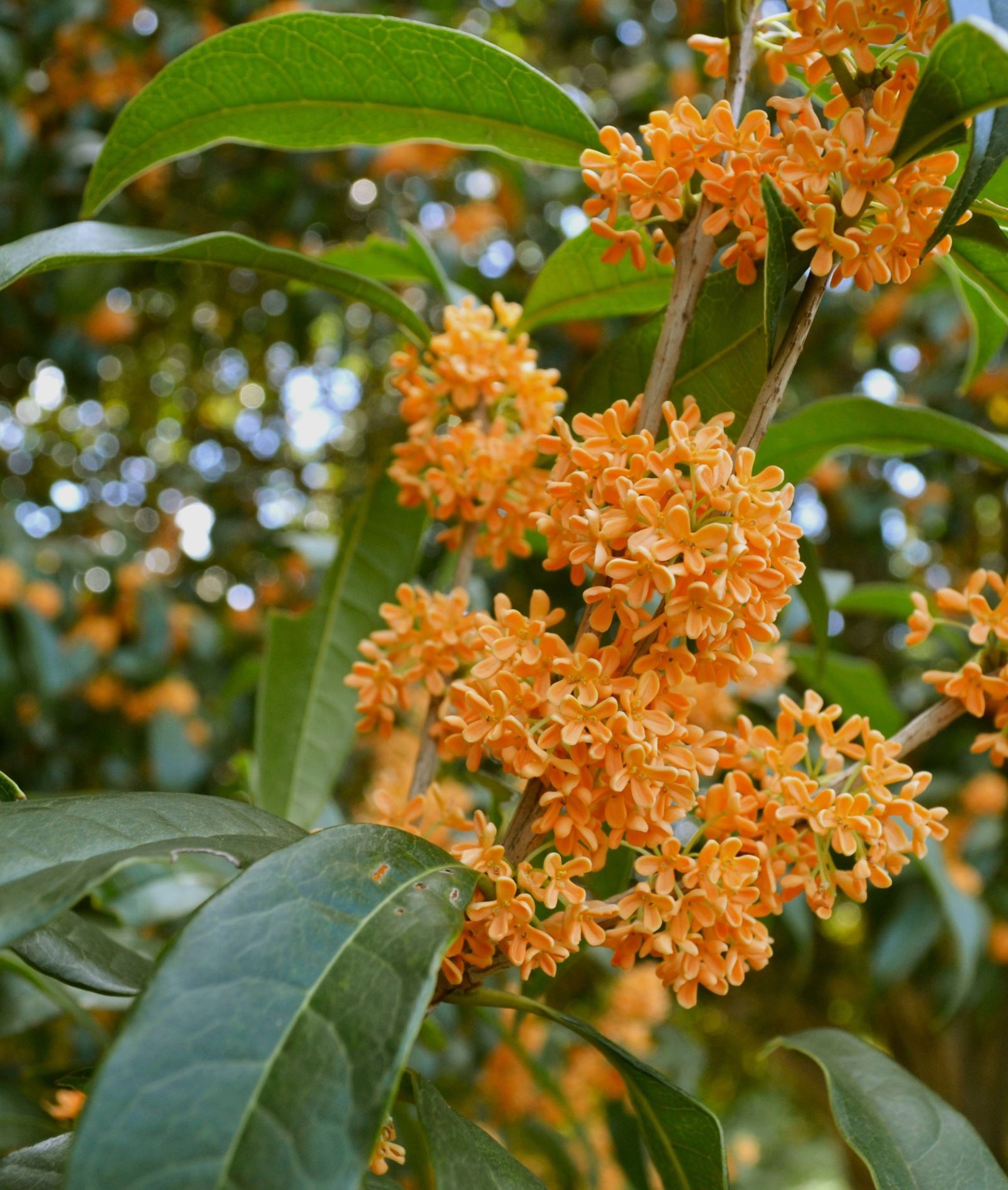 Osmanthus fragrans var. aurantiacus in piena fioritura