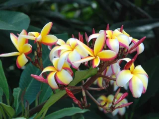 Plumeria