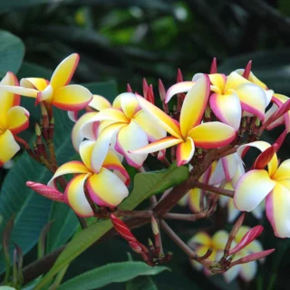 Plumeria