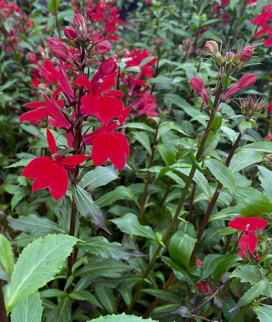 Il cespo basale da cui originano i lunghi steli di Lobelia cardinalis