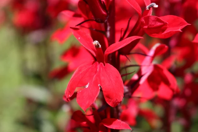 Dettaglio di un fiore di Lobelia cardinalis