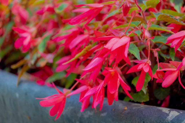 Begonia boliviensis: una cascata di fiori persistente