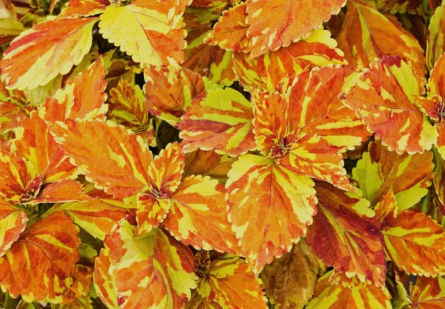 Come fossero dipinte, le variegature di questa cultivar di Coleus