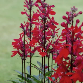 Lobelia cardinalis in fioritura