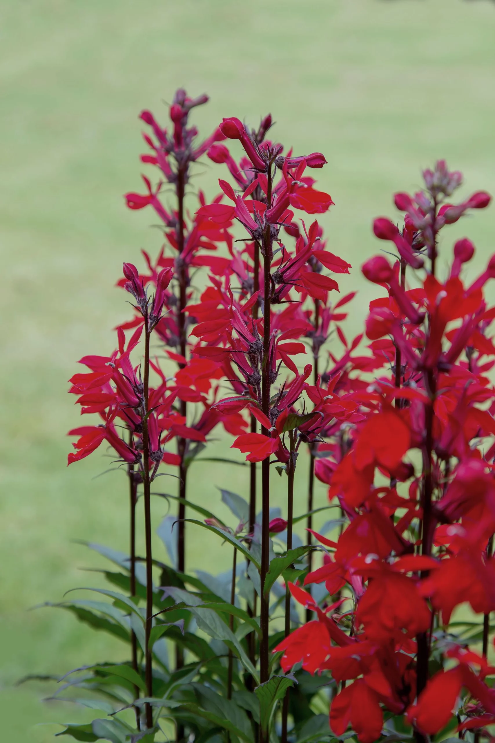 Lobelia cardinalis in fioritura