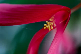 Macro di un fiore di Begonia boliviensis