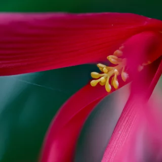 Macro di un fiore di Begonia boliviensis