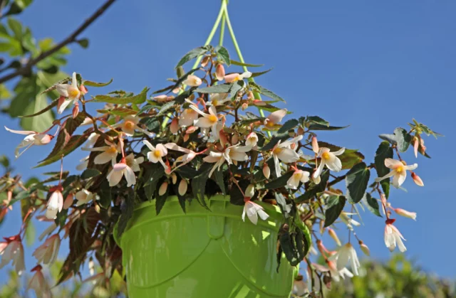 Bella anche nei basket appesi, Begonia boliviensis