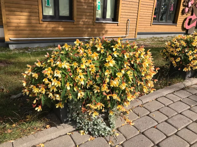 Begonia boliviensis 'Groovy Mellow Yellow'