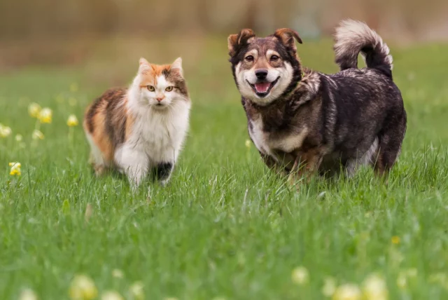 Animali domestici in un vero prato