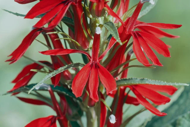 Close-up di foglie e fiori di Lobelia cardinalis