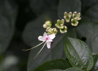 Un singolo fiore di Clerodendrum trichotomum: una grande eleganza