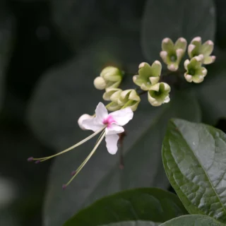 Un singolo fiore di Clerodendrum trichotomum: una grande eleganza