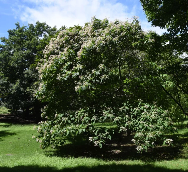 Clerodendrum trichotomum allevato ad arbusto