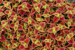 Coleus scutellarioides