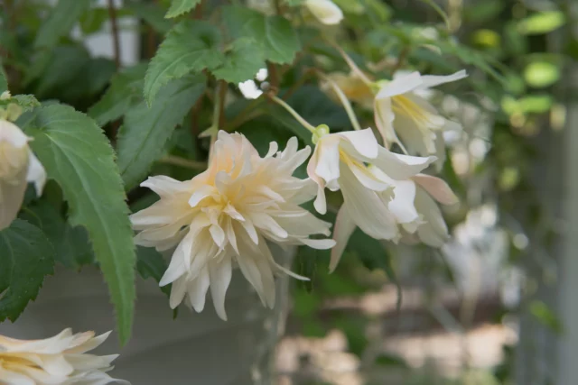 Fiori candidi e doppi di Begonia boliviensis