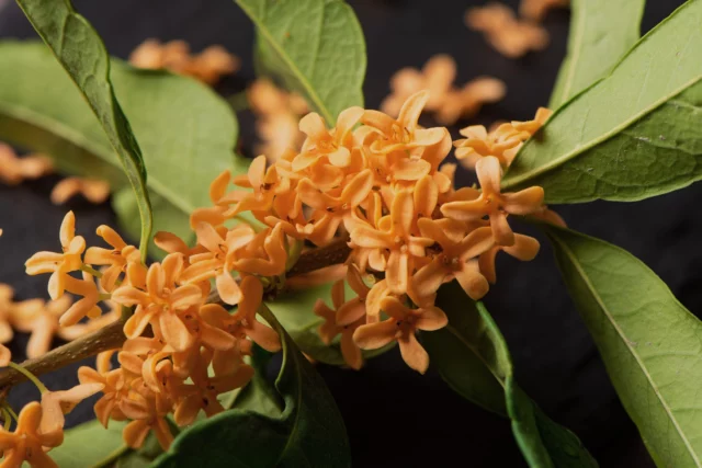 Osmanthus fragrans var. aurantiacus: ogni immagine ne ricorda il profumo